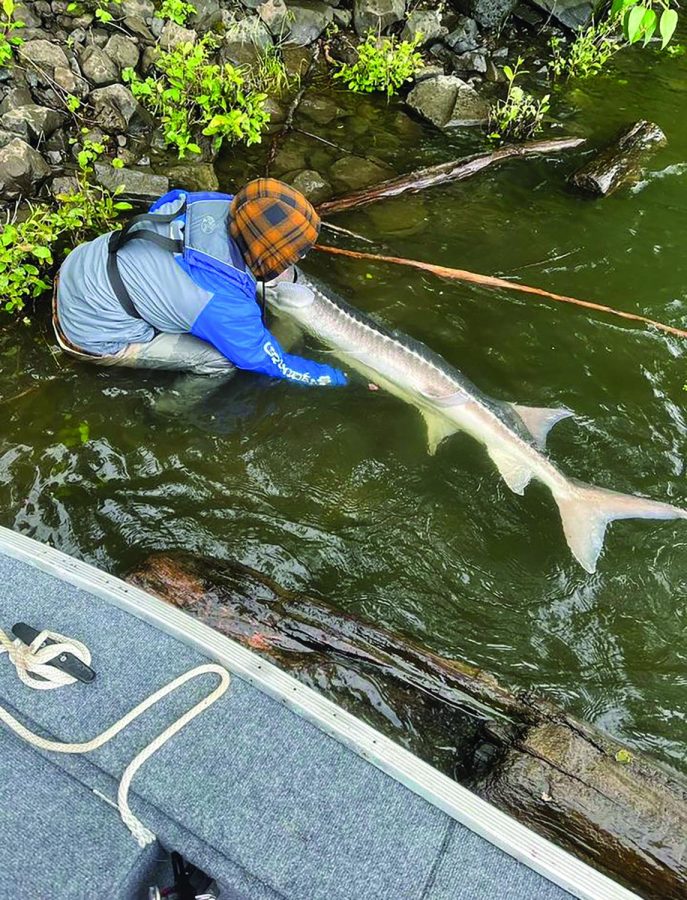 Senior Christian Fee catches a
sturgeon on the Willamette River