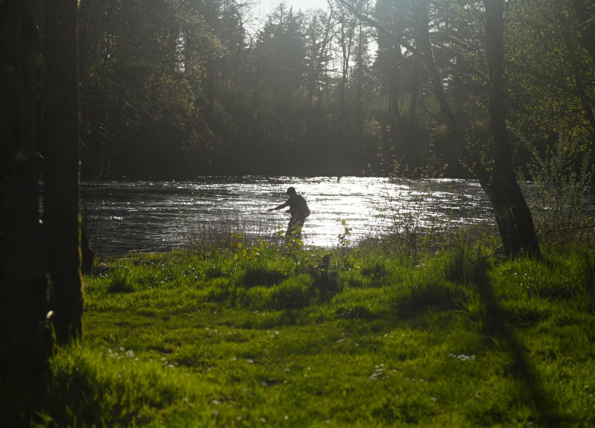 Lone man fly fishing at Santiam Recreation Area.