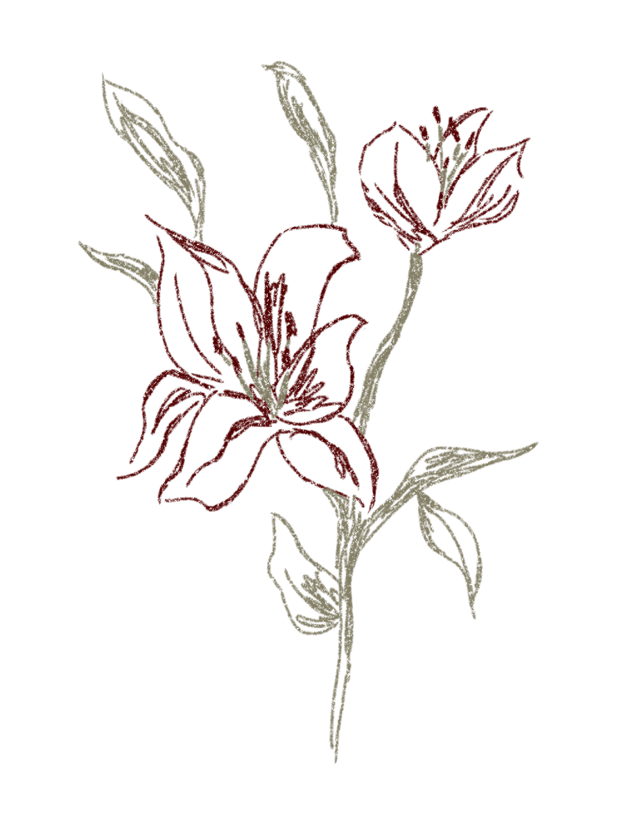 An illustration of a lily used in the Whirlwind